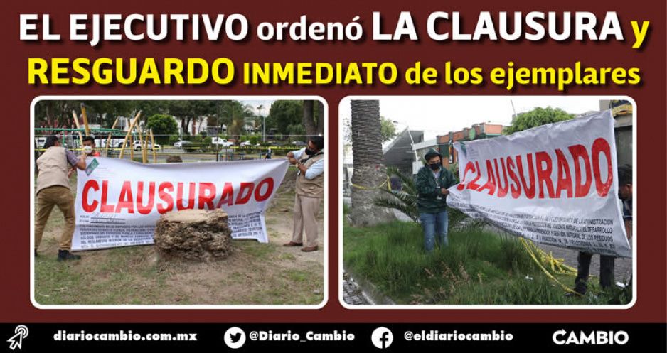 Barbosa critica ecocidio de Analco y Avenida Juárez; Smadsot frena la tala de palmeras (FOTOS Y VIDEO)