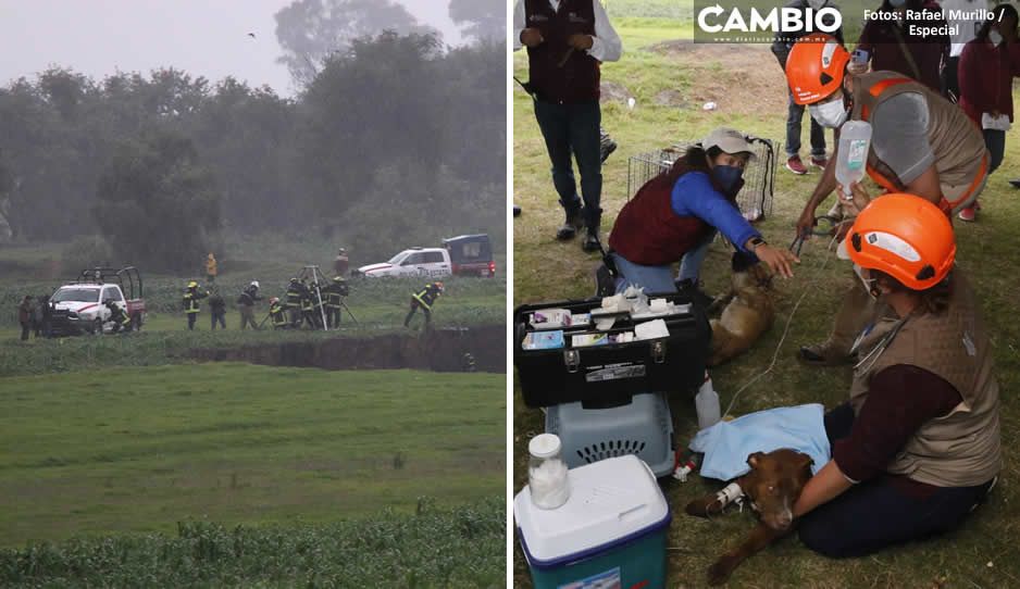 Nueve héroes de Protección Civil y Bomberos salvaron a perritos Spike y Spay del socavón (FOTOS Y VIDEOS)