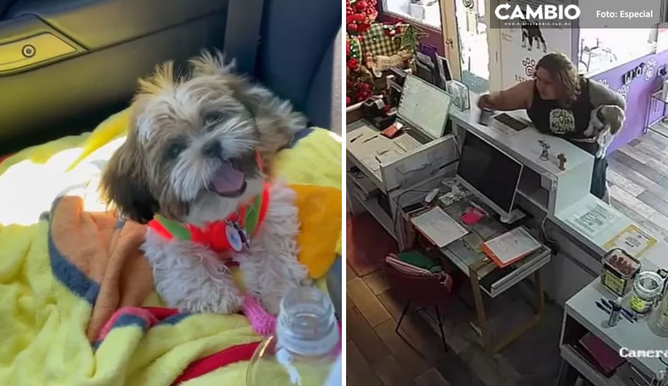 Rompe vidrio de estética canina para salvar a su perrita de supuesto secuestro (VIDEO)