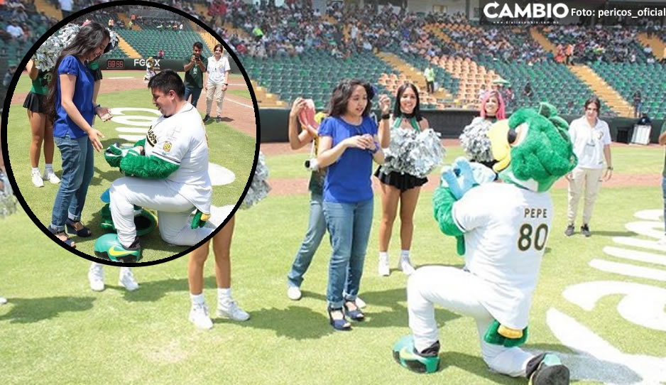 ¡Qué viva el amor! Aficionado vestido con Botarga de los Pericos le pide matrimonio a su novia (VIDEO)