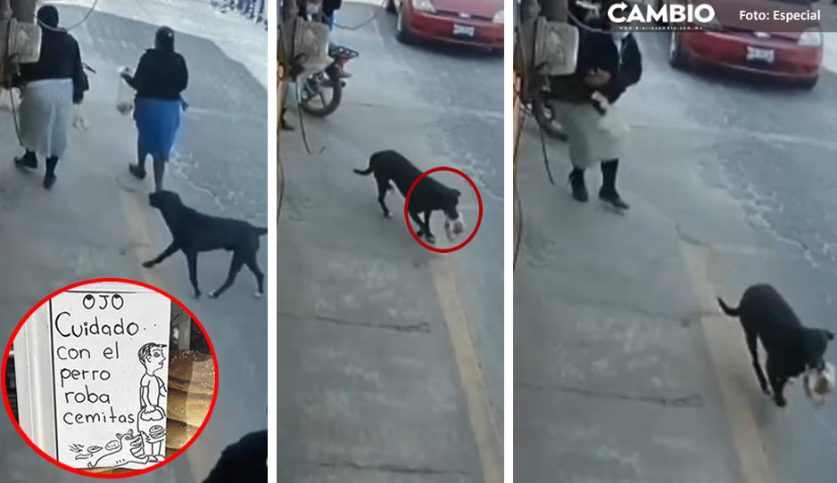 ¡Cuidado con el perro! Lomito roba cemitas en calles de Puebla y es captado en VIDEO