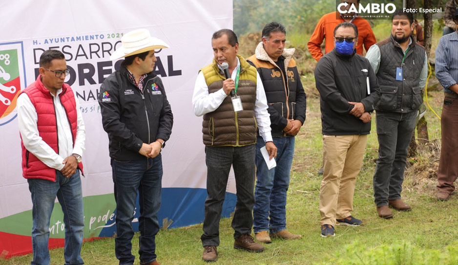 Ayuntamiento de Chignahuapan planta 25 mil árboles de navidad
