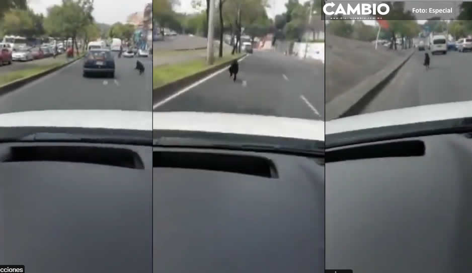 ¡Desgarrador! Perrito corre desesperado detrás de sus dueños tras ser abandonado (VIDEO)