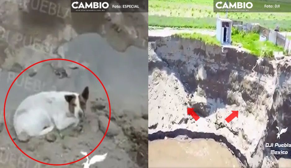 Nuevo VIDEO del socavón confirma que ya no está el perrito blanco; ¿escaló?