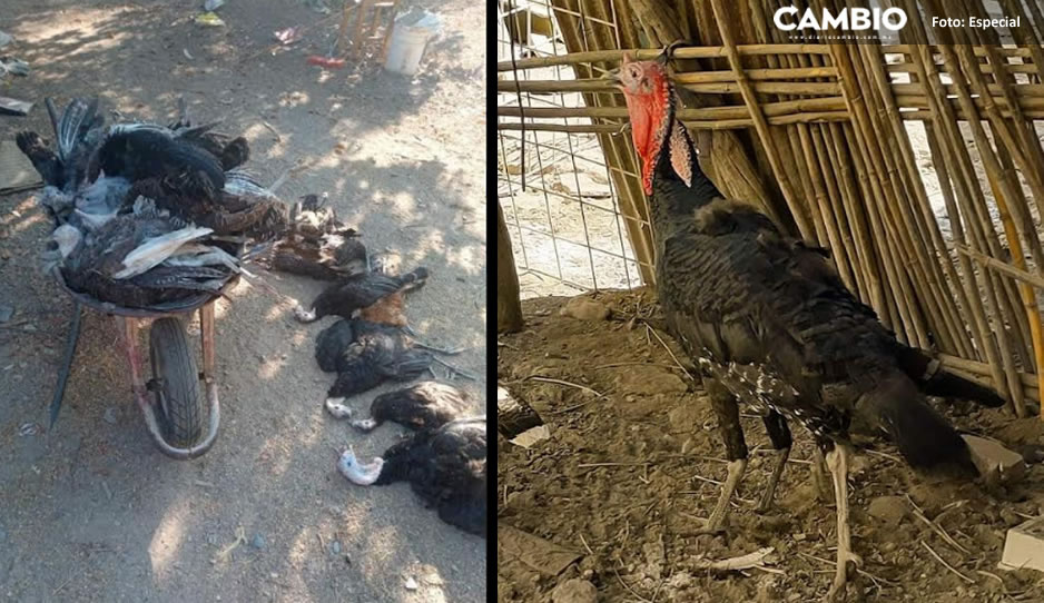 ¡Cuiden al ganado! Supuesto nahual ha matado más de 40 guajolotes en San Gabriel Chilac