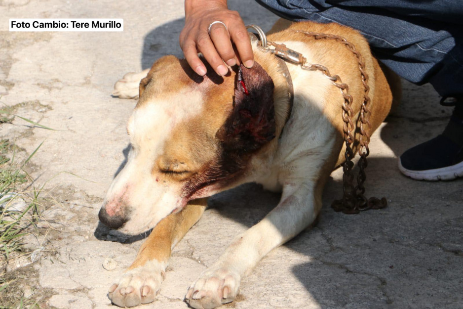 Al menos 12 animalitos fueron hallados calcinados tras explosiones en Xochimehuacán
