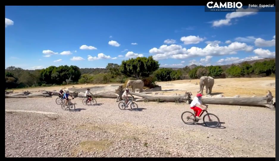 ¡Woooow! Africam Safari abrirá recorridos en bicicleta (VIDEO)