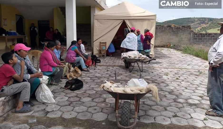 Rehabilitan jornada de esterilización para perros y gatos en Tochimilco