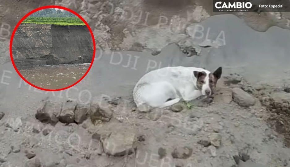 Desaparece perrito que cayó al socavón; pudo haber salido por una ladera según SSP (FOTOS)