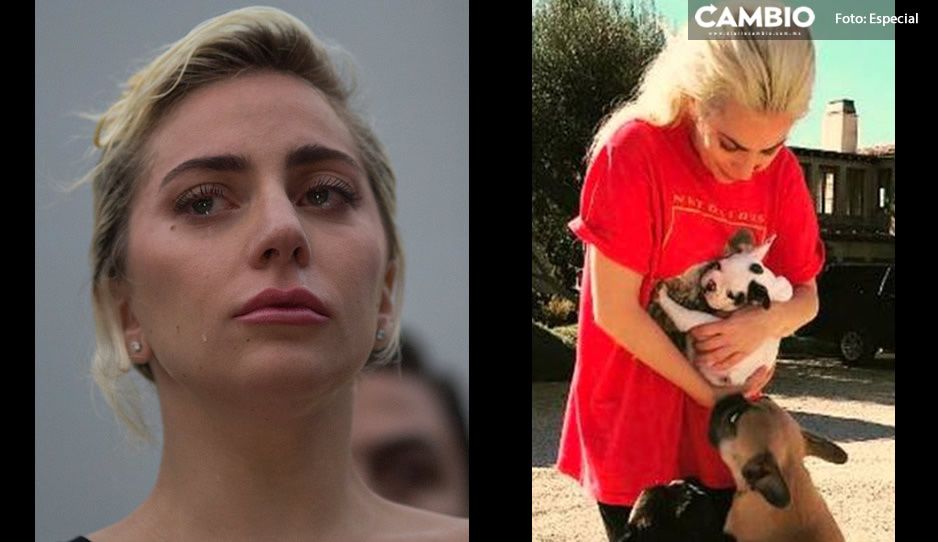 VIDEO: El momento exacto del secuestro de las mascotas de Lady Gaga