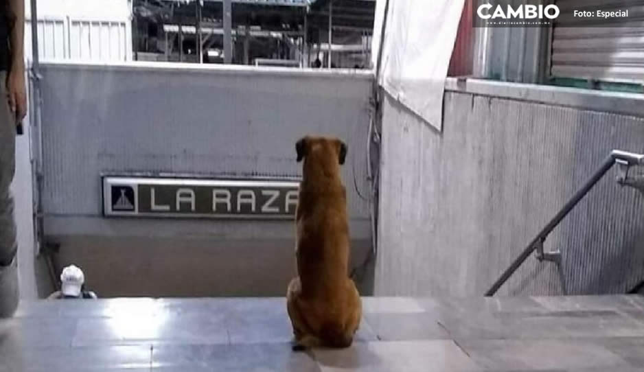 ¡Se rompe mi corazón! Él es el ‘Hachiko’ del metro La Raza, el perrito sigue esperando a su dueña