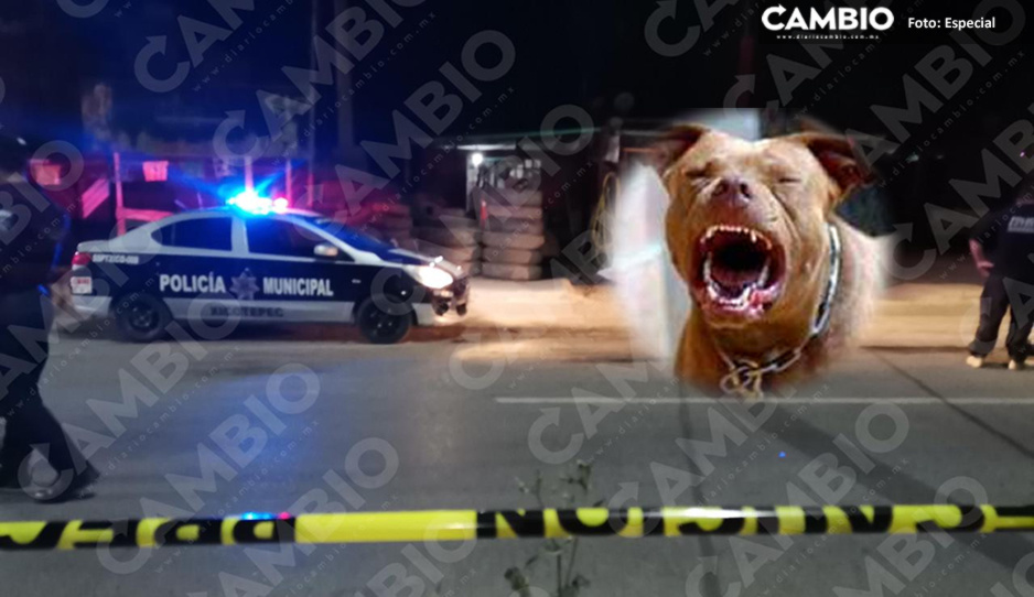 Pitbull ataca y mata a pepenador en Xicotepec… ¡le desfiguró el rostro!