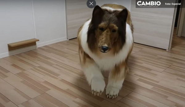 Impersionante; gastó más de 15 mil dólares para convertirse en perro (VIDEO)