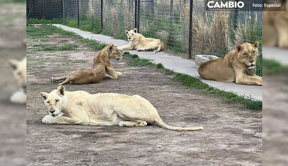 ¡Lamentable! Localizan fosas con restos de leones y tigres de Black Jaguar-White Tiger en el Ajusco