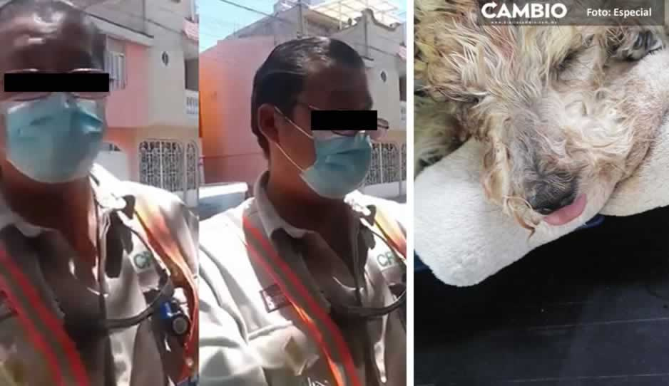 Bienestar Animal presenta denuncia penal contra mataperros de la CFE tras muerte de Pucca