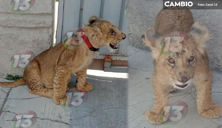 Exhiben a león cachorrito en pésimas condiciones cerca de la Escuela Benito Juárez (FOTOS)