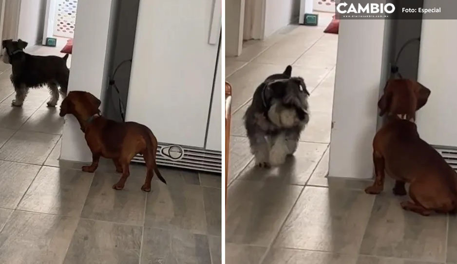 ¡Qué tiernos! Dos perritos se hacen virales en TikTok por jugar a las escondidas