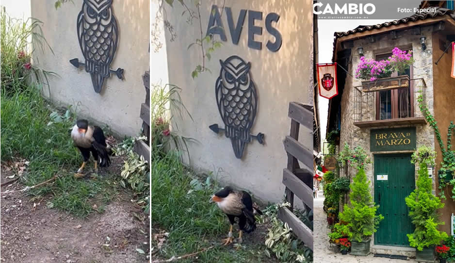 ¡Inhumanos! Val´Quirico coloca santuario de aves, pero las tienen amarradas (VIDEO)