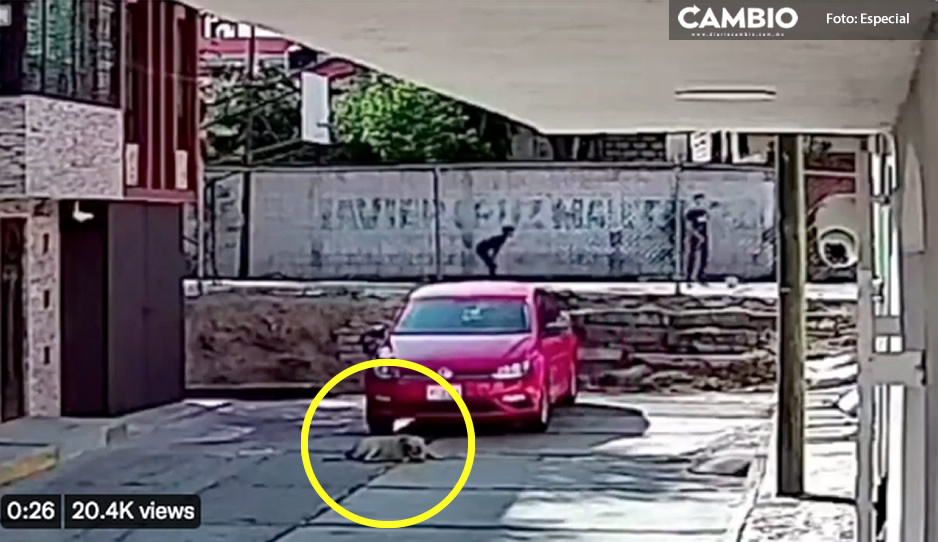 Es trabajador de Volkswagen el conductor desalmado que atropelló a perrito en San Jerónimo Caleras