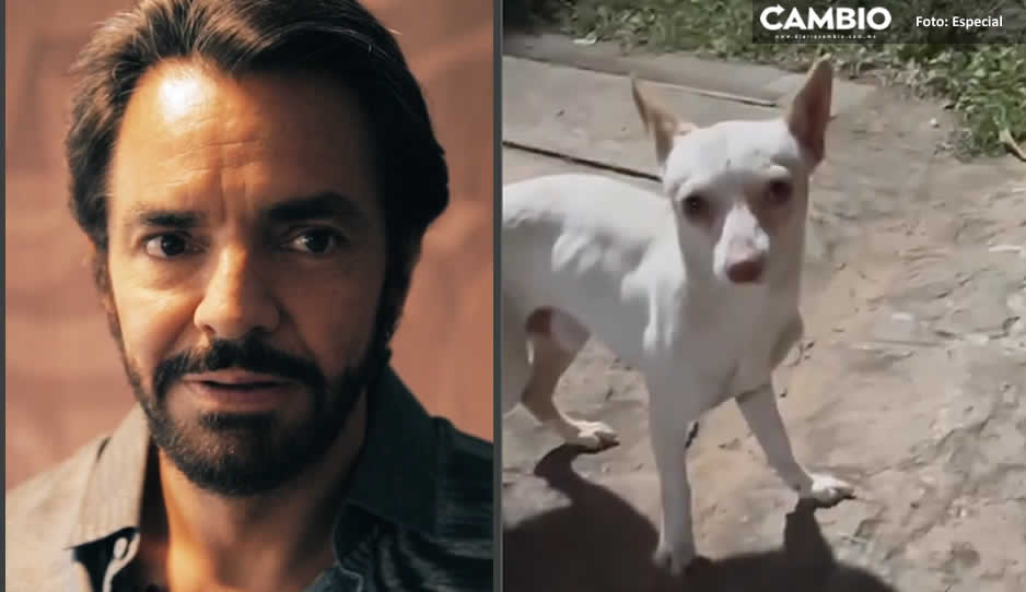 Eugenio Derbez rescata a un perrito callejero y le busca hogar ¡mejor que se lo quede!