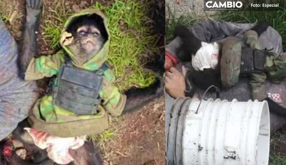 FUERTES IMÁGENES: Monito fue ejecutado junto con los 11 sicarios de la Familia Michoacana en Texcaltitlán