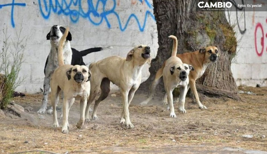 Jaurías de perros afuera de escuelas en la capital poblana son un problema latente: Myriam Arabian (VIDEO)