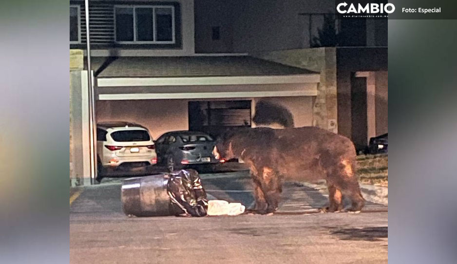 ¡Qué miedo! Captan a gigantesco oso buscando comida en las calles de Monterrey (VIDEO)