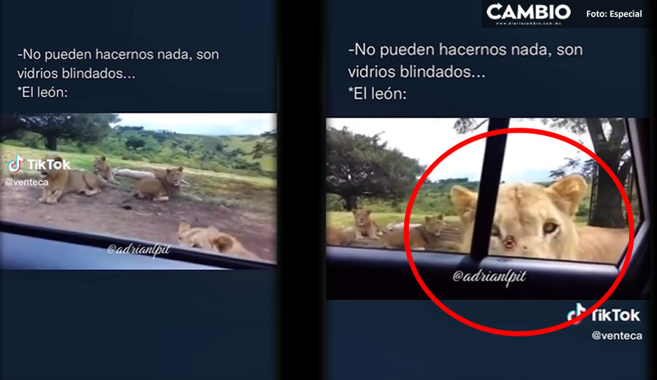 ¡Tremendo susto! León abre puerta de auto familiar durante recorrido safari (VIDEO)