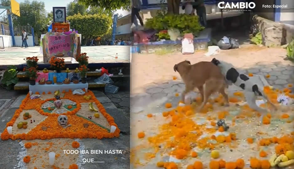 ¡Se pasaron! Perritos se pelean y destruyen ofrenda de Día de Muertos en escuela (VIDEO)