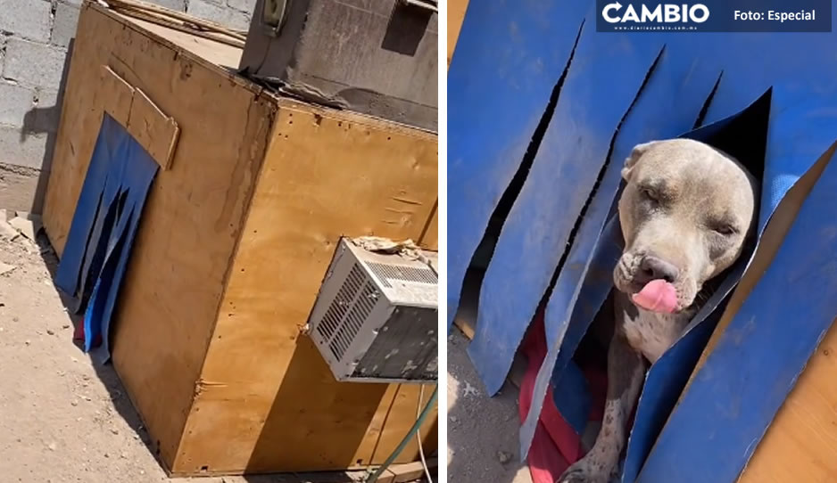 VIDEO: ¿Así o más consentido? Le construyen casa con todo y aire acondicionado a perrito