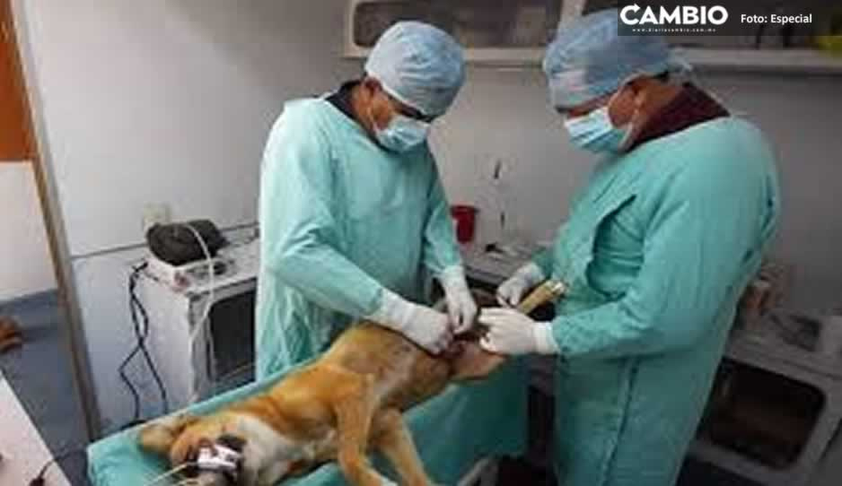 En Atlixco, hay más de 35 mil perros callejeros ¡lleva a tu lomito a esterilizar!