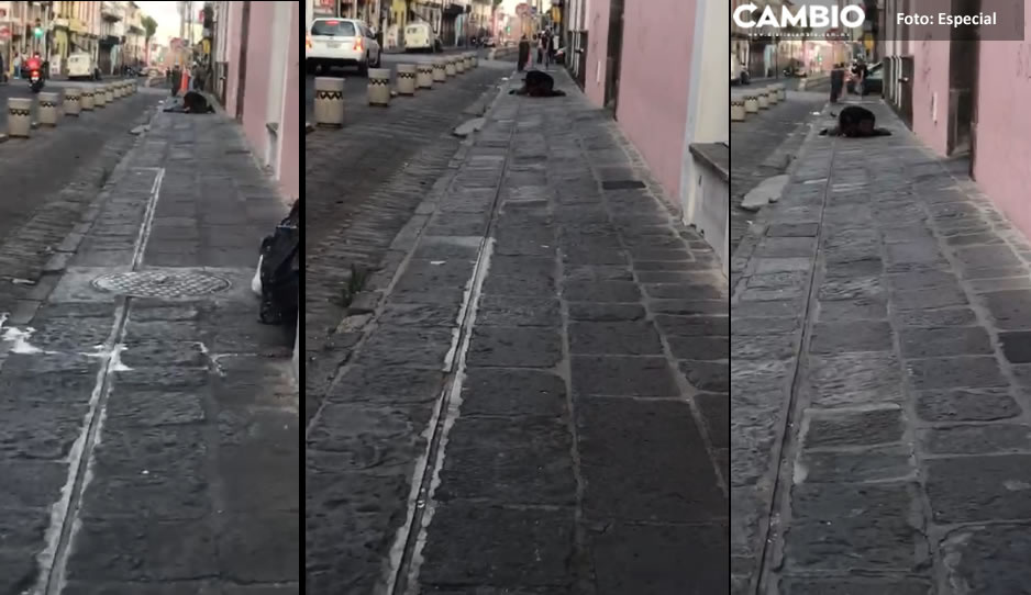 VIDEO: ¿Y los polis de Lalo? Ebrios se pelean en plena calle del Centro Histórico