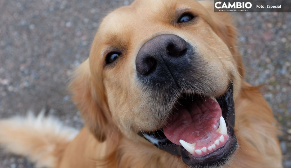 ¡Es sin miedo al éxito! Perrito se lanza a jaula de tigre y lo enfrenta (VIDEO)