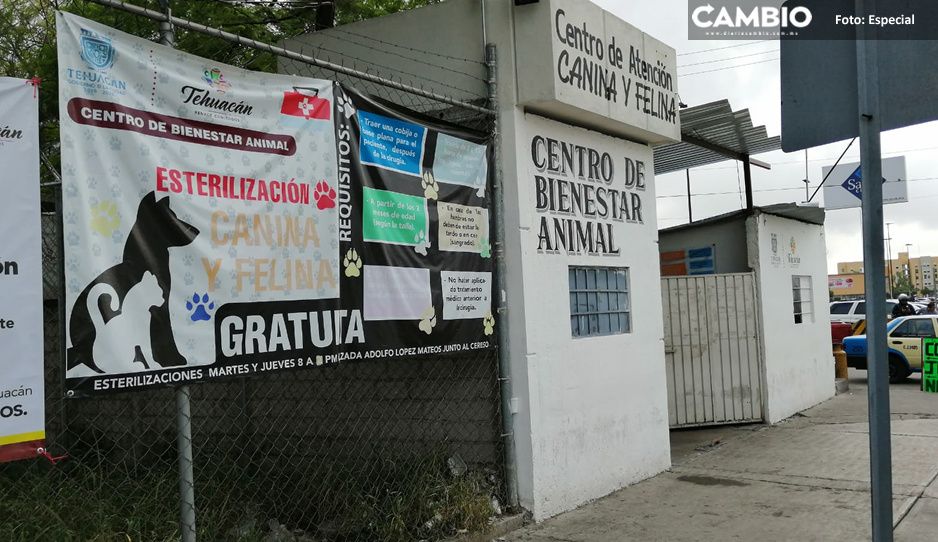 Desmienten sacrificio masivo de perritos y gatitos por cambio de gobierno en Tehuacán