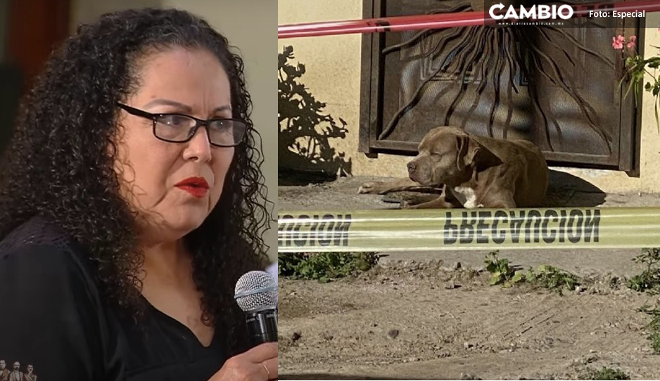 El Chato con el corazón roto: perrito de Lourdes Maldonado aguarda en el lugar donde fue ejecutada (FOTOS y VIDEO)