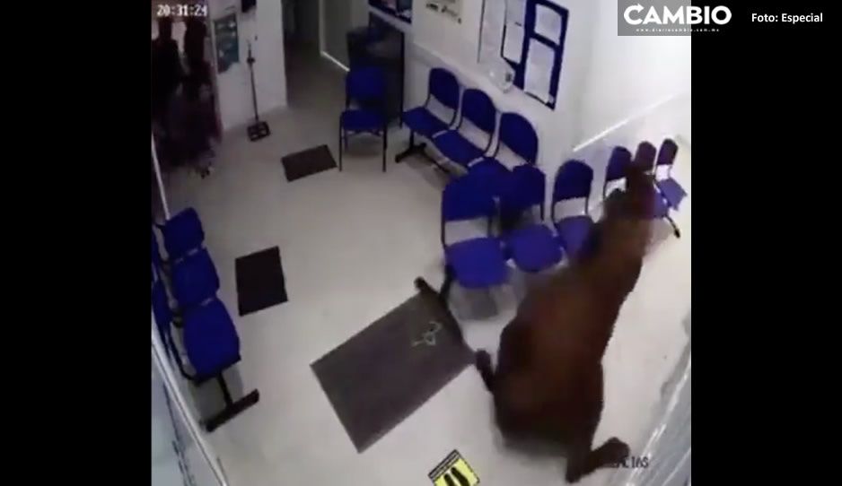 VIDEO: ¡Terrorífico! Vaca se mete a hospital Covid y embiste a todos los pacientes