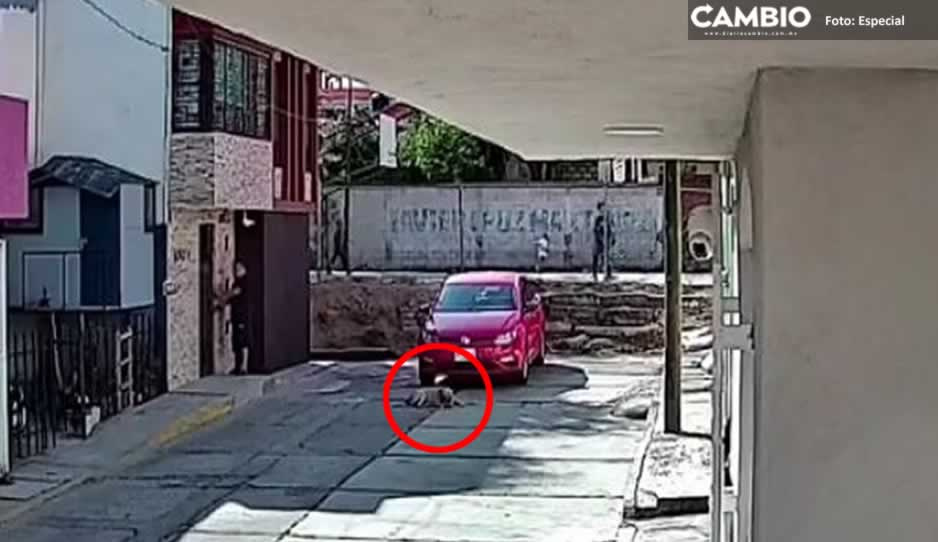 VIDEO FUERTE: Conductor desalmado le pasa por encima a perrito en San Jerónimo Caleras