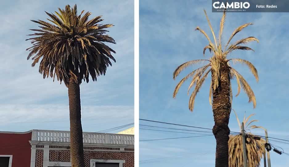 Talan 18 palmeras infectadas por amarillamiento letal en Barrio del Alto