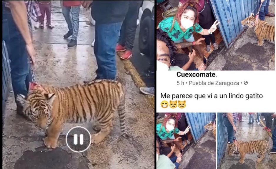 Tigre poblano genera sensación en La Libertad, vecino lo saca a pasear al Cuexcomate (VIDEO)