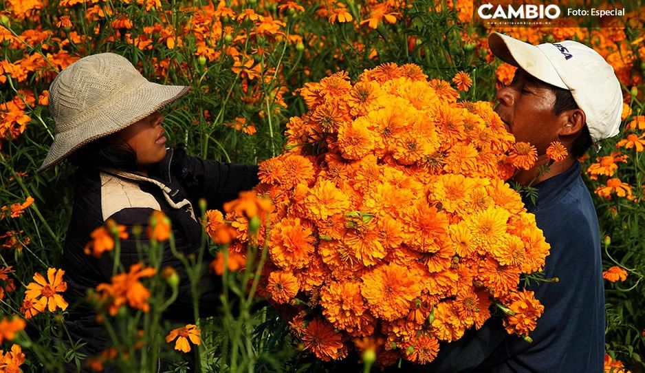 Puebla, primer productor de flor de Cempasúchil en el país (VIDEO)
