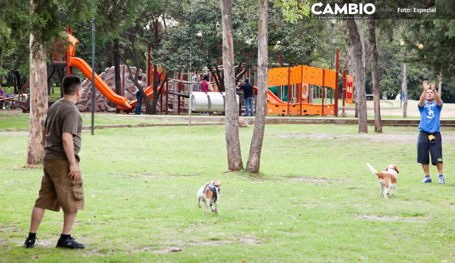 Estos son los mejores lugares Pet Friendly en Puebla
