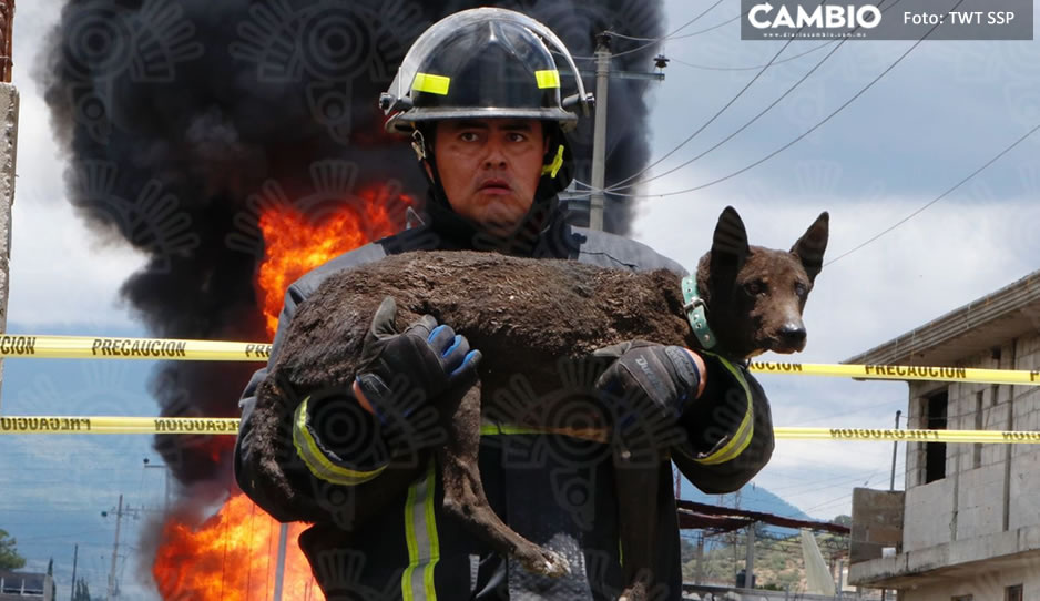 FOTO: ¡Es mi héroe! Bombero rescata a perrito que quedó atrapado tras la explosión en Amozoc