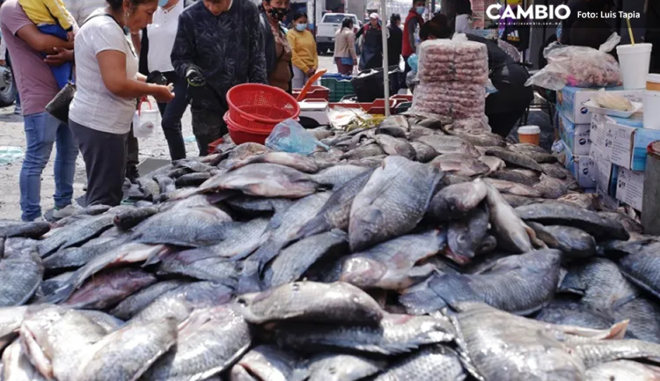 ¡Peligro! Zona de mariscos de la 16 y mercado 5 de mayo es insalubre y está infestada de ratas