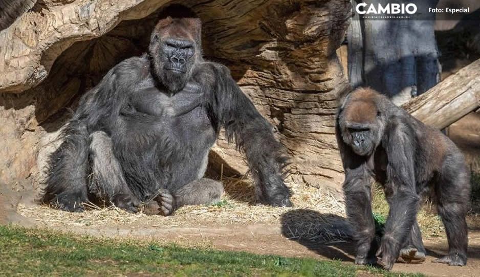 Gorilas se recuperan tras contagiarse de COVID en zoológico de San Diego