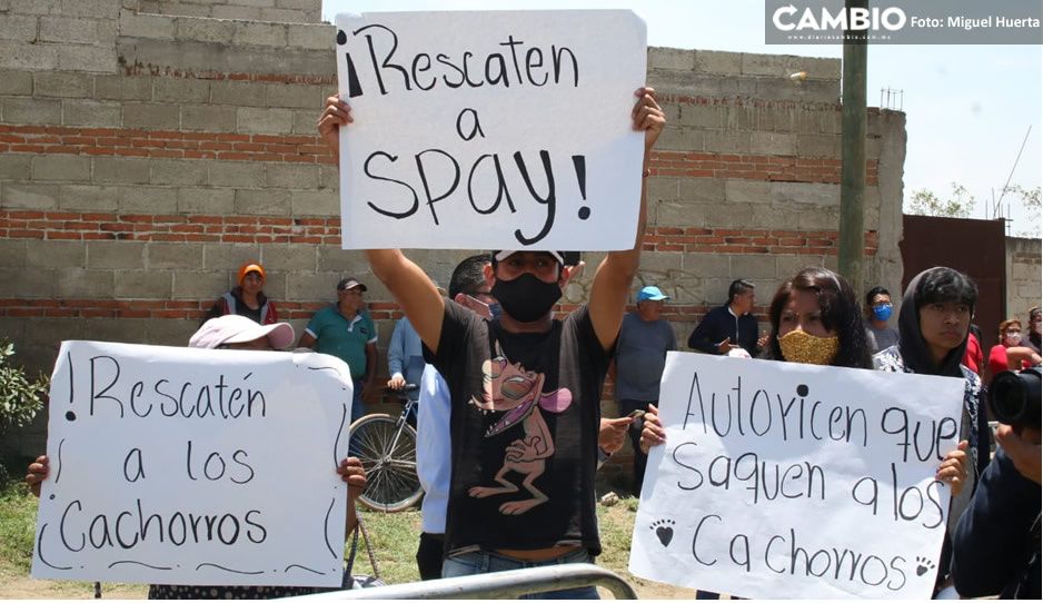 ¡Salven a los perros, salven a los perros! Pobladores de Zacatepec piden a Barbosa el rescate de Spike y Spay