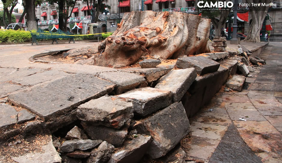 Destrozan parte de la plancha del Zócalo tras retiro de un árbol en Puebla (VIDEO)