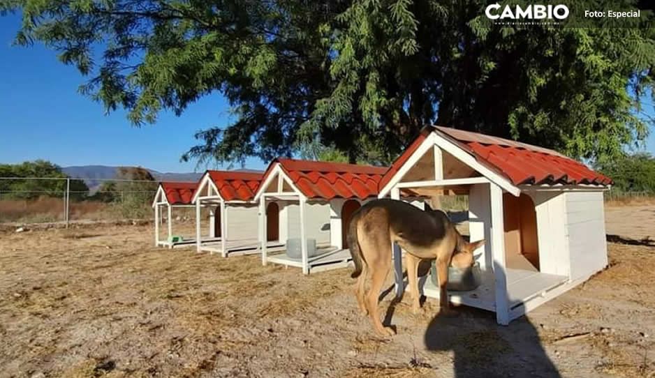 Para ayudar a los perritos callejeros; crean la colonia &#039;Dogtores&#039; en la UTT en Tehuacán