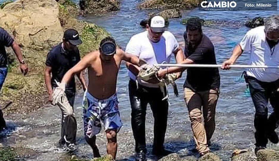 ¡Cuidado vacacionistas! Captura a cocodrilo en playas de Acapulco (VIDEO)