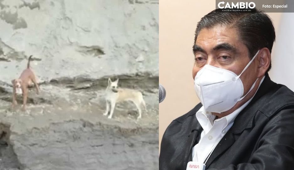 Barbosa autoriza rescate de lomitos, pero descarta uso de helicóptero o rapel; ya los alimentan