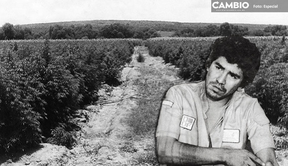 Así era El Rancho Búfalo donde Caro Quintero sembraba y cosechaba marihuana (FOTOS)